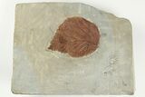 Fossil Sycamore Leaf (Platanites) - Montana #203366-1